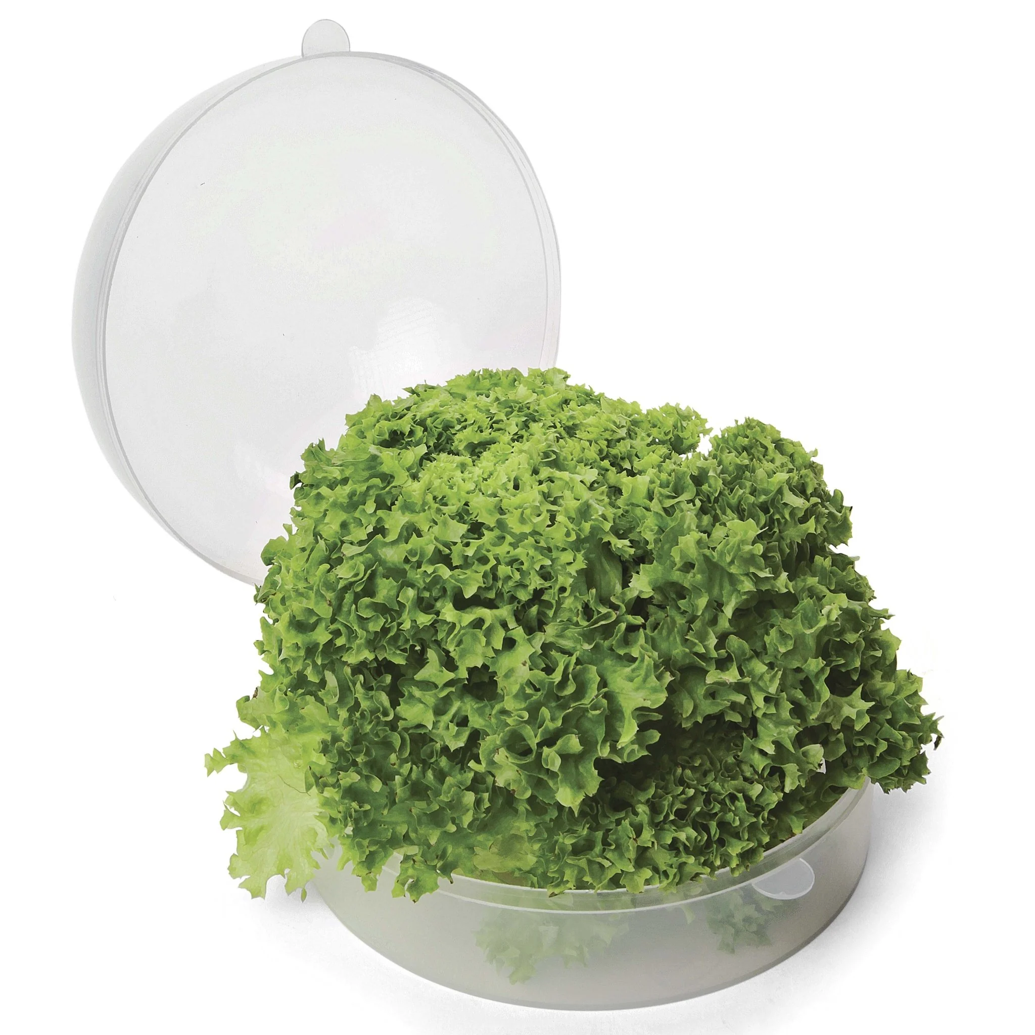 Guarda Lechuga - Image 3