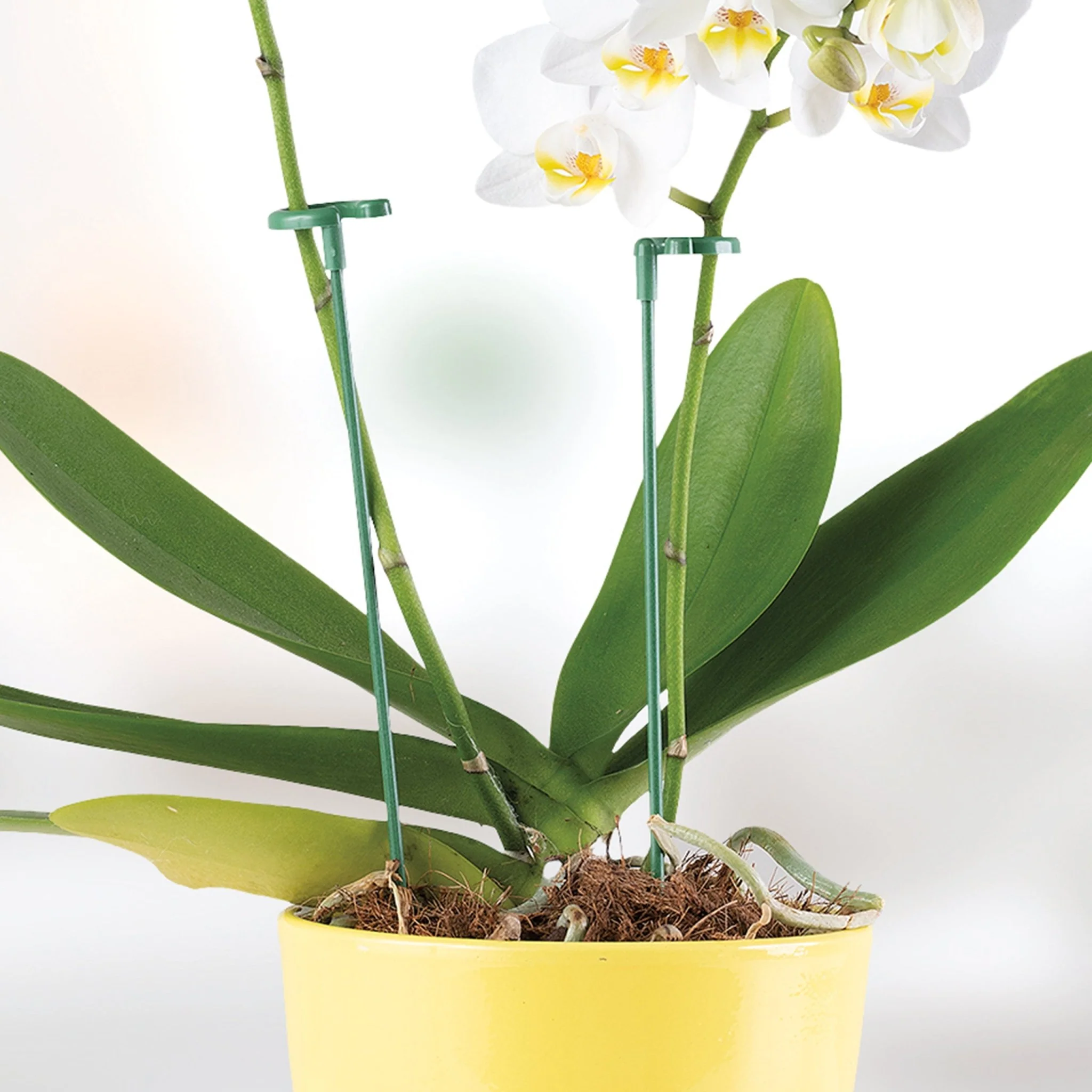 Sujeti Plantas - Image 3