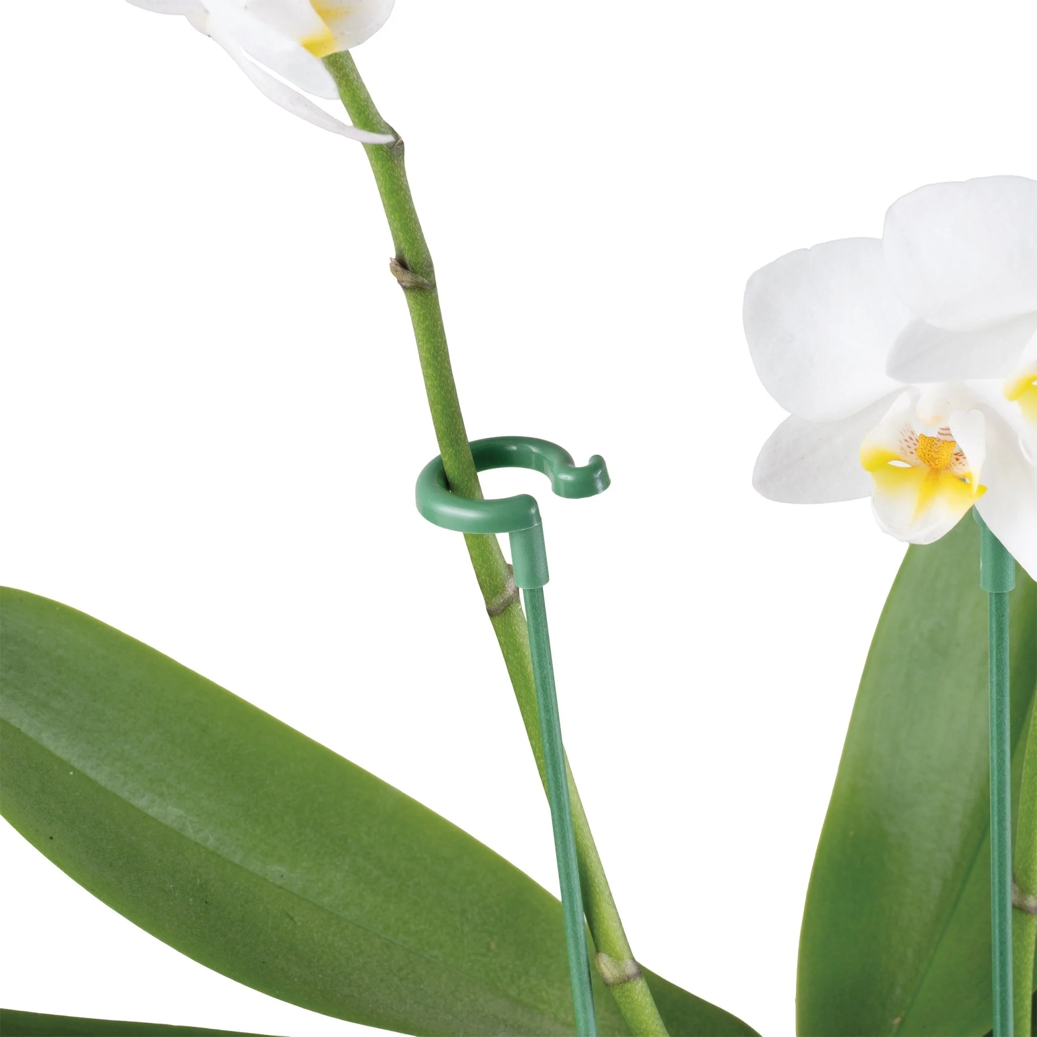 Sujeti Plantas - Image 4