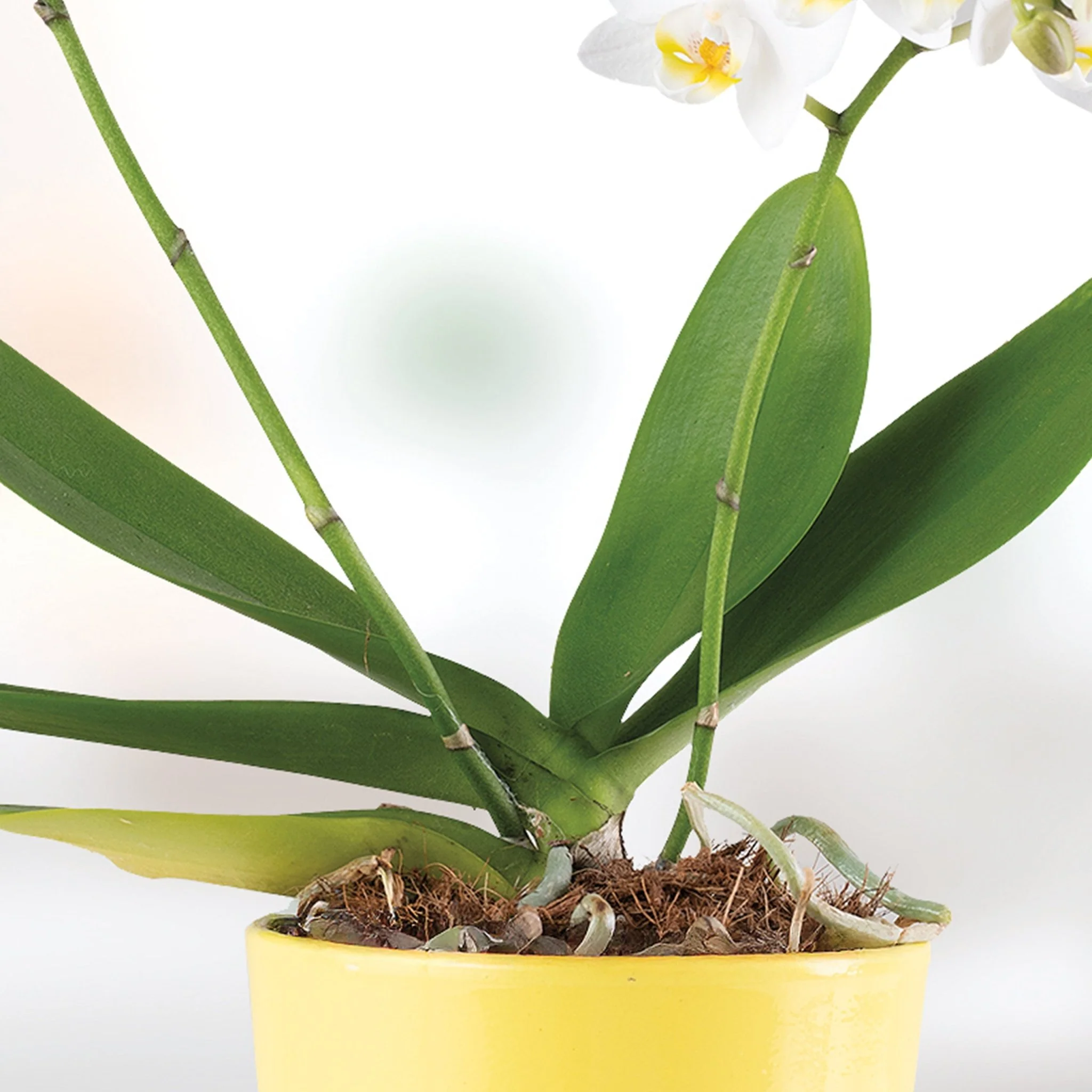 Sujeti Plantas - Image 5